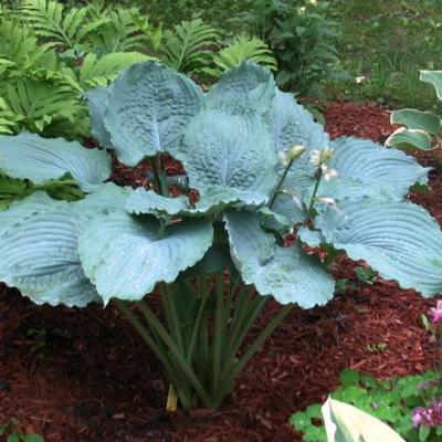 Hosta 'Queen of the Seas'